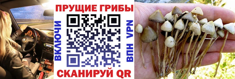 где продают наркотики  Рославль  Галлюциногенные грибы Magic Shrooms 